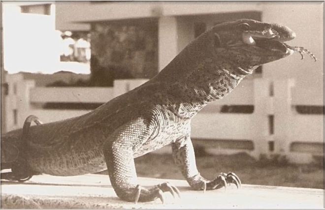 Swaraj and the Lizard (and&nbsp;Ninjas?!)