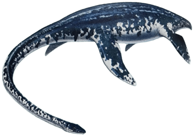 A Plesiosaur in Kerala&nbsp;:-)